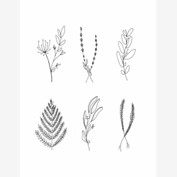Illustration - Herbes