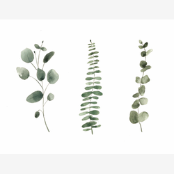 Illustration - Trio eucalyptus