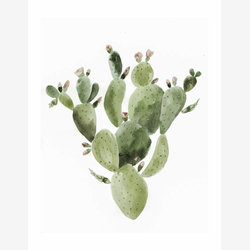 Illustration - Hello cactus