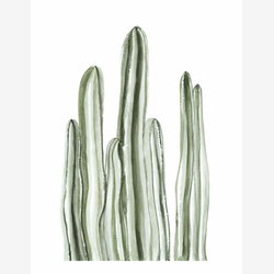 Illustration - Cactus long