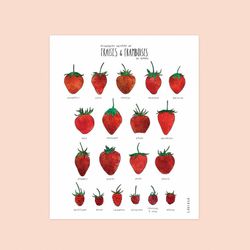 Affiche 11x14 - Variété de fraises et de framboises