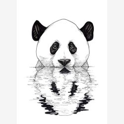 Panda Reflections 5x7