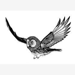 Flying Owl 5x7
