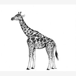 Giraffe 5x7